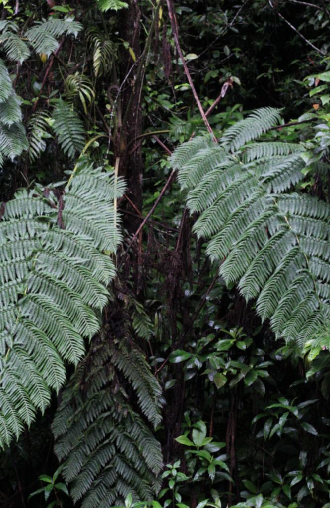 Therapist helping client through exposure and response prevention (ERP) for OCD